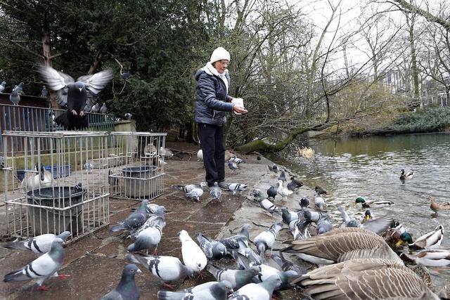 Ritual: Bis zu 200 Wasservögel flattern ihr entgegen, wenn Margarete Bonmariage zur Fütterung kommt.