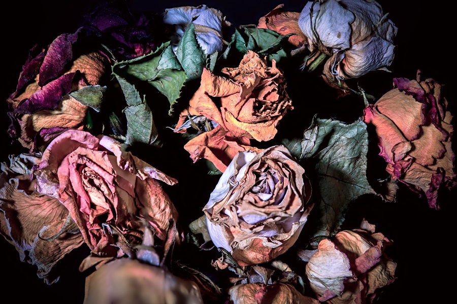 Wenn die Liebe verwelkt, enden Beziehungen oftmals in einem erbitterten Rosenkrieg - auch in der Schlager-Welt.