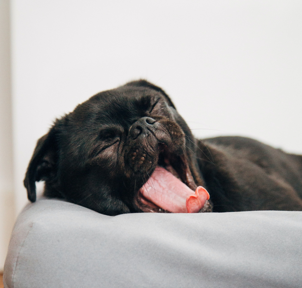 Langeweile in der Quarantäne? Das muss nicht sein. 