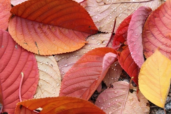 Es herbstelt und wir kuscheln uns in unseren vier Wänden ein - mit unseren ausgewählten Songs kann man sich auch auf diese Jahreszeit freuen! Soundtrack Herbst