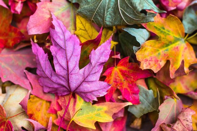 Macht euch den Herbst bunt! Bunte Herbstblätter