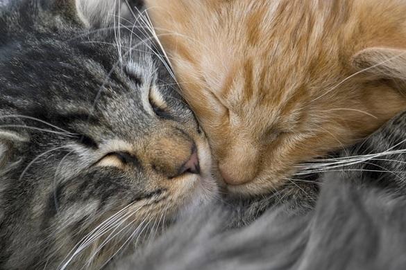 Zum Weltknuddeltag muss man einfach kuscheln - zu unseren Songs geht das besonders gut! Weltknuddeltag National Hug Day
