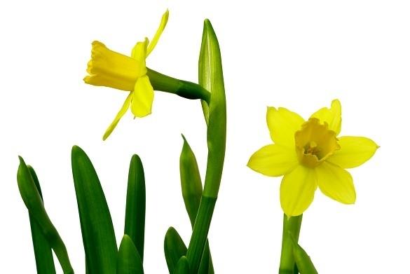 Der Frühling ist endlich da! Wir freuen uns - es liegt Musik in der Luft! Frühling