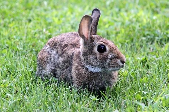 Norman Langen Tierschutz Ostern