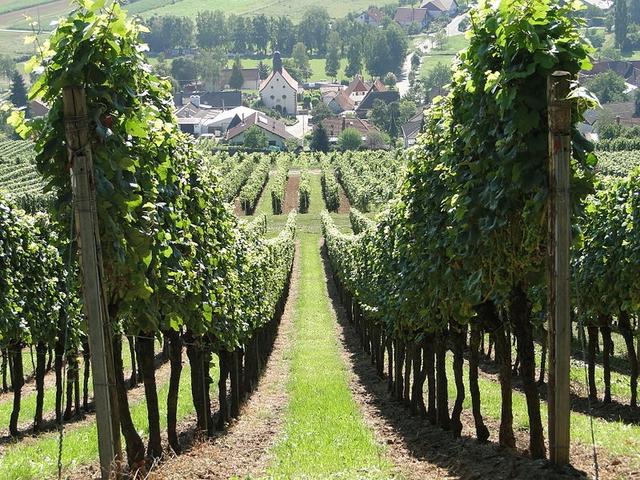 Weinberge bei Pleisweiler in der Südpfalz. Pfälzer Landschaft