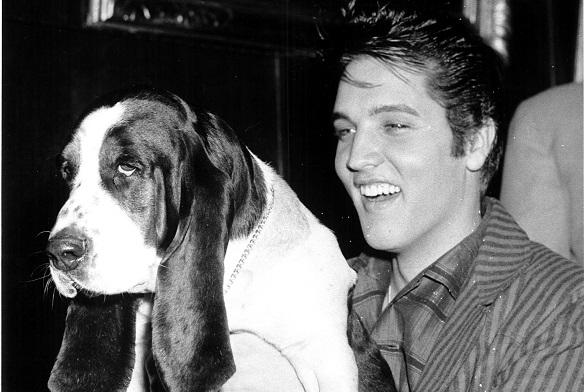 Elvis Wiki Biografie Steckbrief