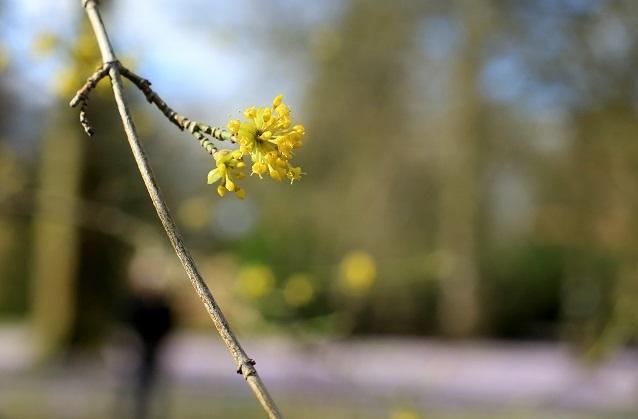 Frühling Blume Schlagersongs