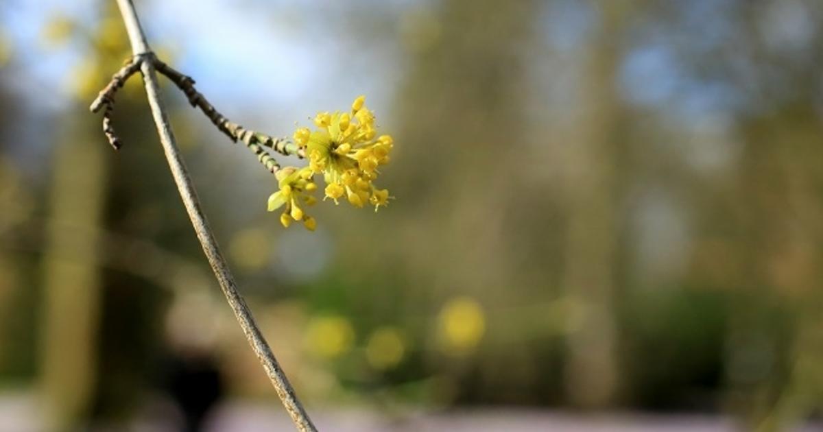 Schlagersongs Zum Thema Blume