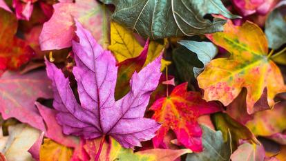 Bunte Herbstblätter