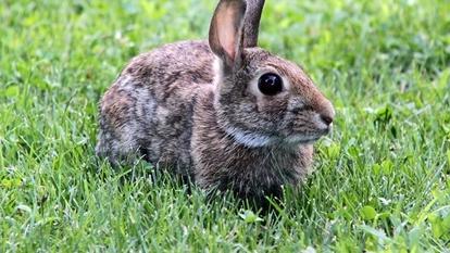 Norman Langen Tierschutz Ostern