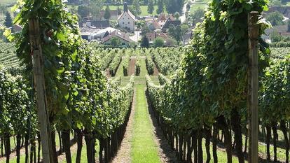 Pfälzer Landschaft