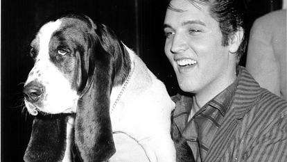 Elvis Wiki Biografie Steckbrief