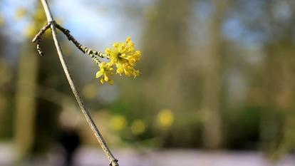 Frühling Blume Schlagersongs