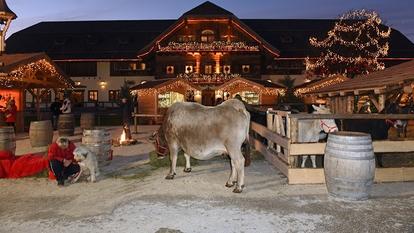 Auch 2017 können wir „Weihnachten auf Gut Aiderbichl“ im TV erleben.