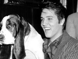 Elvis Wiki Biografie Steckbrief