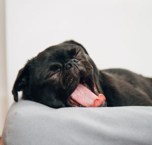 Langeweile in der Quarantäne? Das muss nicht sein. 