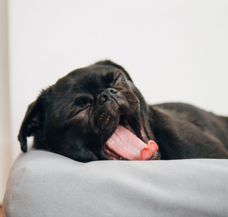 Langeweile in der Quarantäne? Das muss nicht sein. 