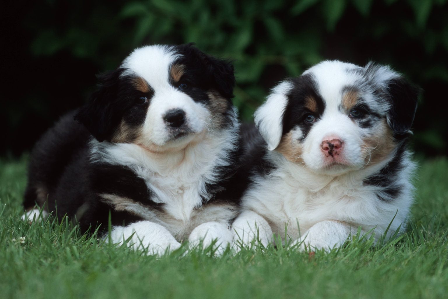 „Der beste Freund des Menschen“: Die Schlagerstars und ihre Haustiere – diese Fotos begeistern!